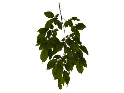 Leaf leaves structure