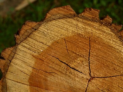 Tree stumps tree bark annual rings photo