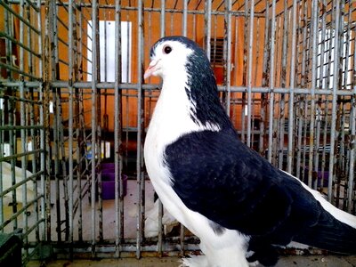Black dove fancy