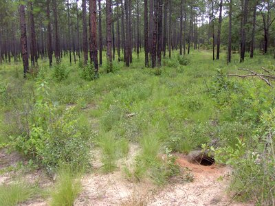 Burrow Geomyidae rodentia gopher tortoise