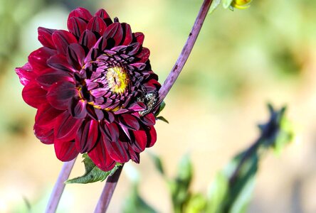 Arrangement beautiful beautiful flowers photo