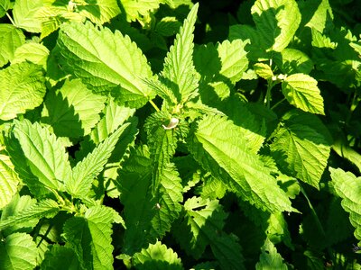 Nettle serotonin stinging photo