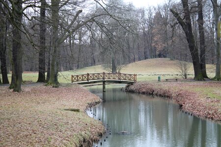 Forest landscape trees