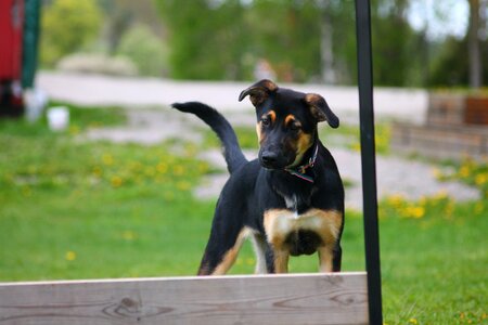 Dog agility puppy