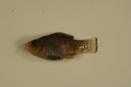 Cyprinodon variegatus