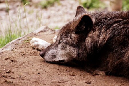 Wolf nature animal world