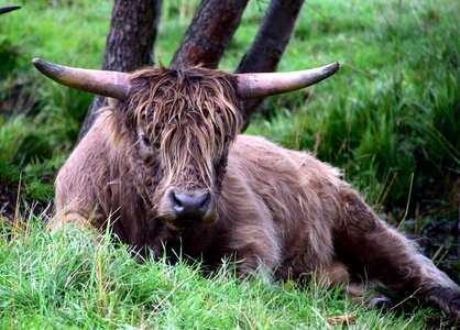 Animal bull cattle photo