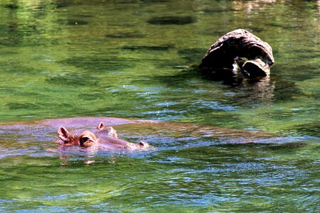 Africa animal hippopotamus photo