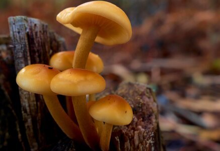 Delicious detail fungi