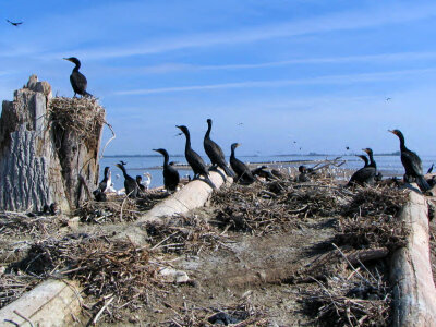 Double-crested cormorants-1