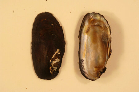 Elliptio pullata