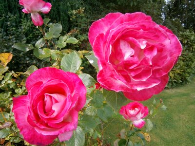 Plants natural blossom