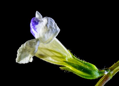 Wild flower small flower white purple