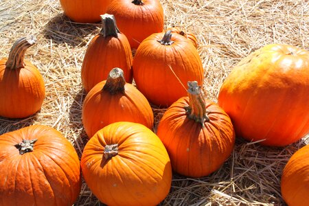 Autumn Cucurbita moschata feed