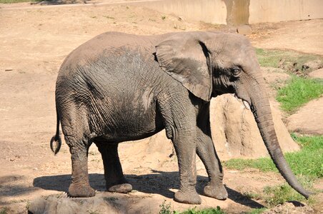 Animal africa baby