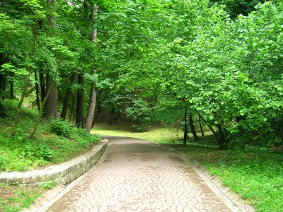 Flora forest forest path photo