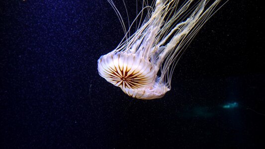Transparent meduse shine through photo