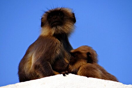 Baby langur hanuman langur photo