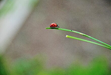 Red lady bug photo