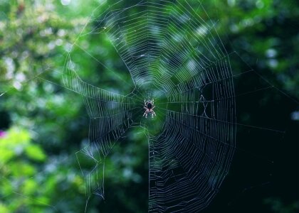 Animal arthropod bug