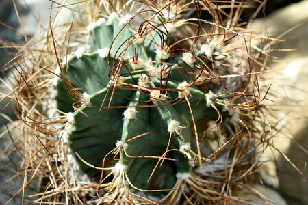 Dry nature flora
