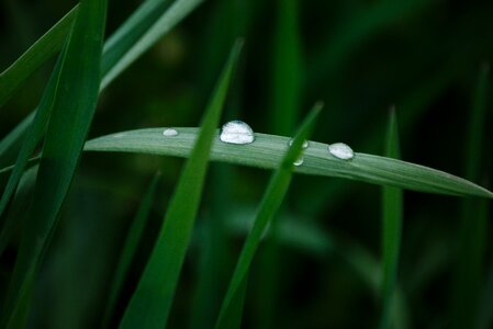 Dark Green daylight detail photo