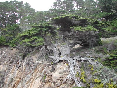 Weird exposed roots photo