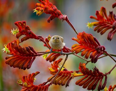 Kangaroo paw flowers flowers orange