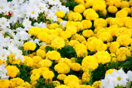 Flower Background