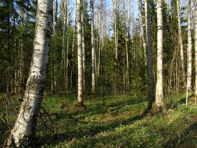 Birch green wood photo