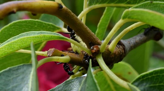 Ants green leaves insect photo