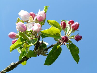 Bloom bloom pink