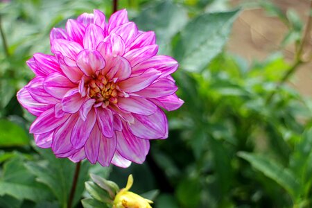 Plant composites flower garden