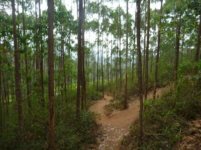 Forest Two Paths Diverging photo