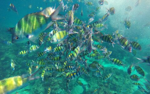 Animal coral ecosystem photo