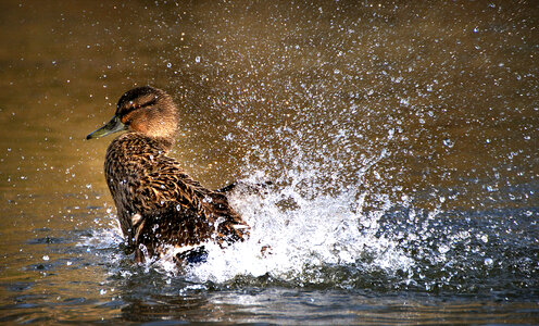 Female Mallard Duck Making a Splash photo