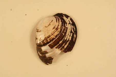 Ellipsaria lineolata (outside)-2