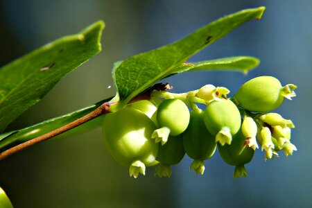 Cap bomb forest meadow