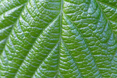 Plant Leaf Macro photo