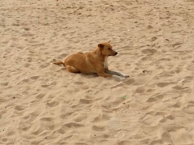 Dog sand beach photo