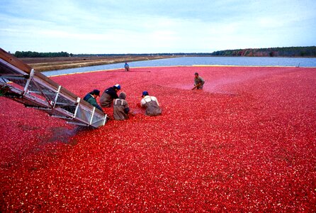 Vaccinium harvest red