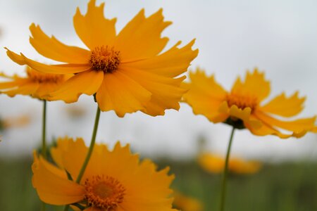 Blooms blossoms blooming