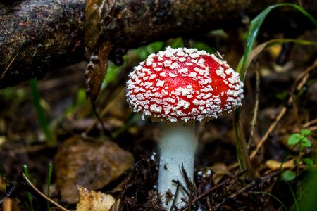 Red fly agaric mushroom forest nature