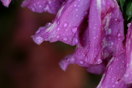 Flower Purple Rain photo