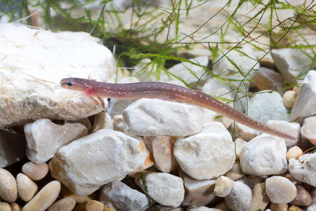 San Marcos Salamander-1