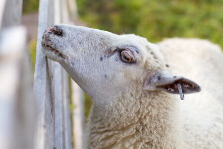 The sheep fence summer