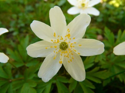 Flower blossom bloom photo