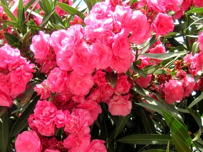 Blossoms blooming blooms