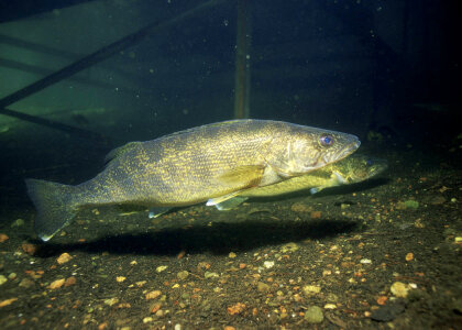 Walleye-1 photo