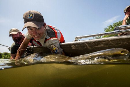 Alligator gar-2 photo